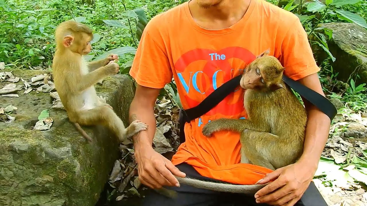 After Ashley & teams maltreated newly abandon longtail he hugging a man tightly, He very scared ASL