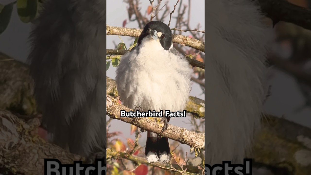 Butcherbird Facts! Did You Know?
