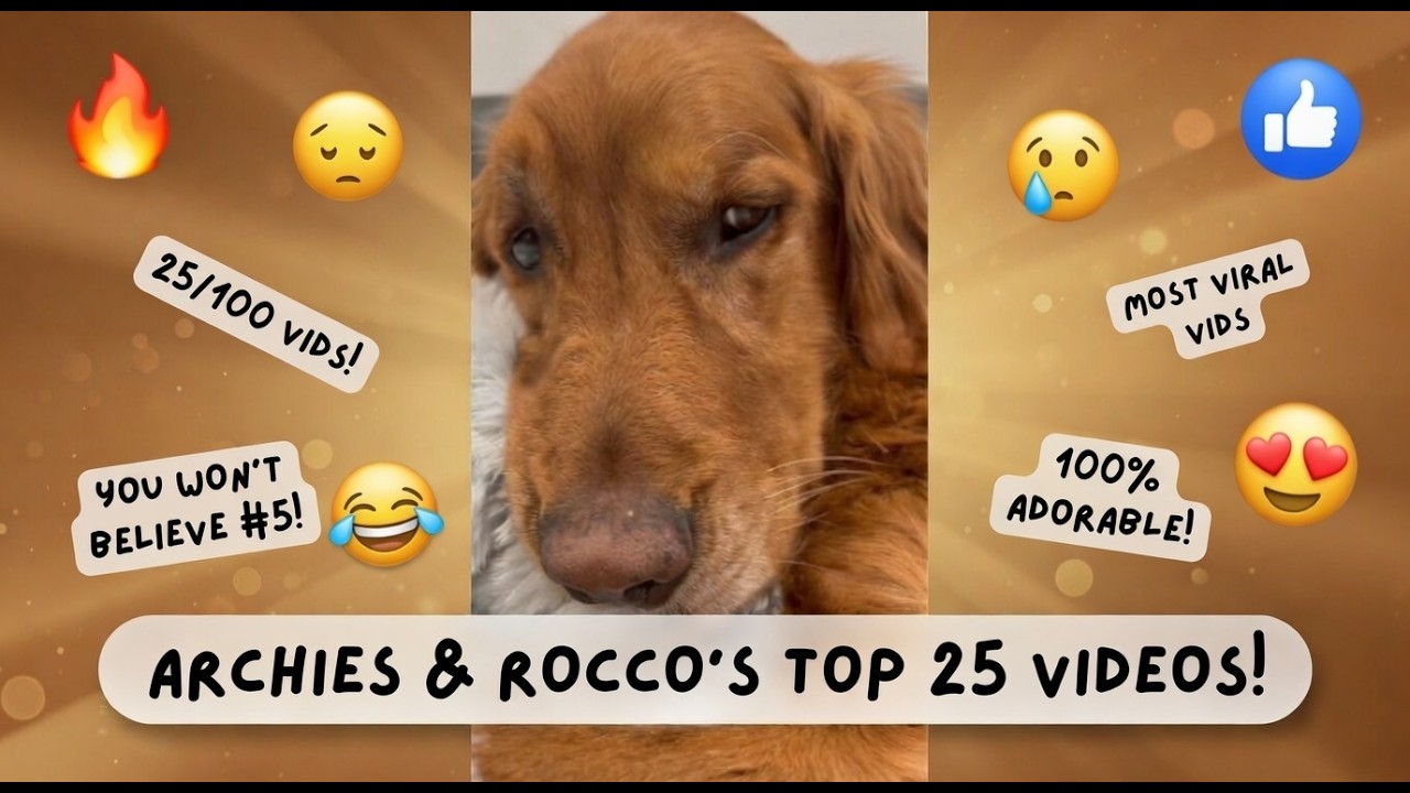 Top 25 Of Archie & Rocco's Shorts! 25/100 😮🤣#corgi #goldenretriever