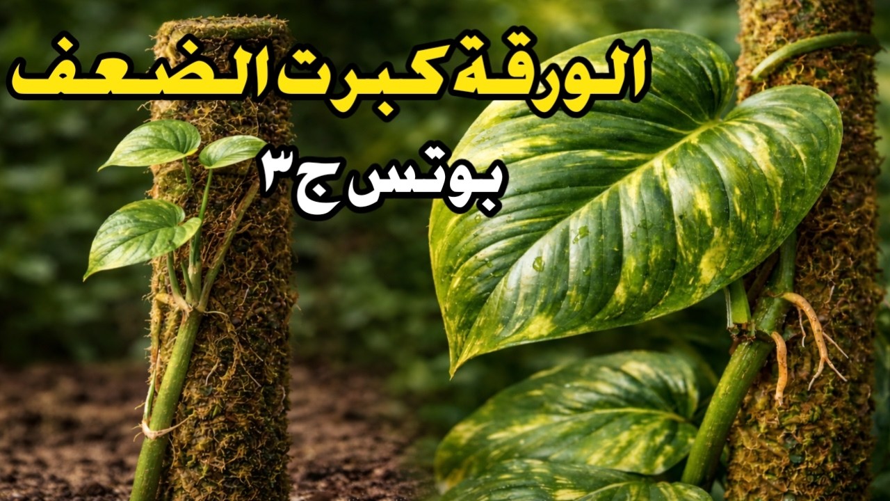 كيف تحصل على اوراق بوتس عملاقة خطوة بخطوة