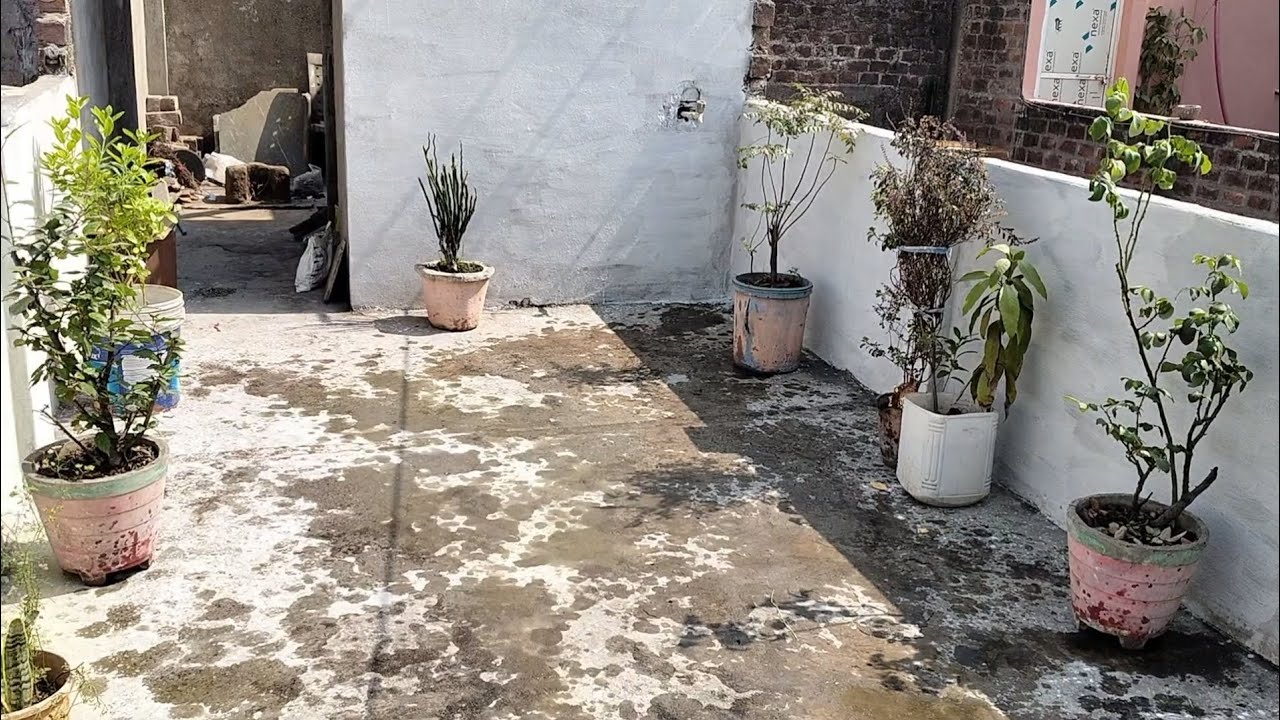 Aaj kiya video ka background tyar..#sunday🪴#🌿🪴.....