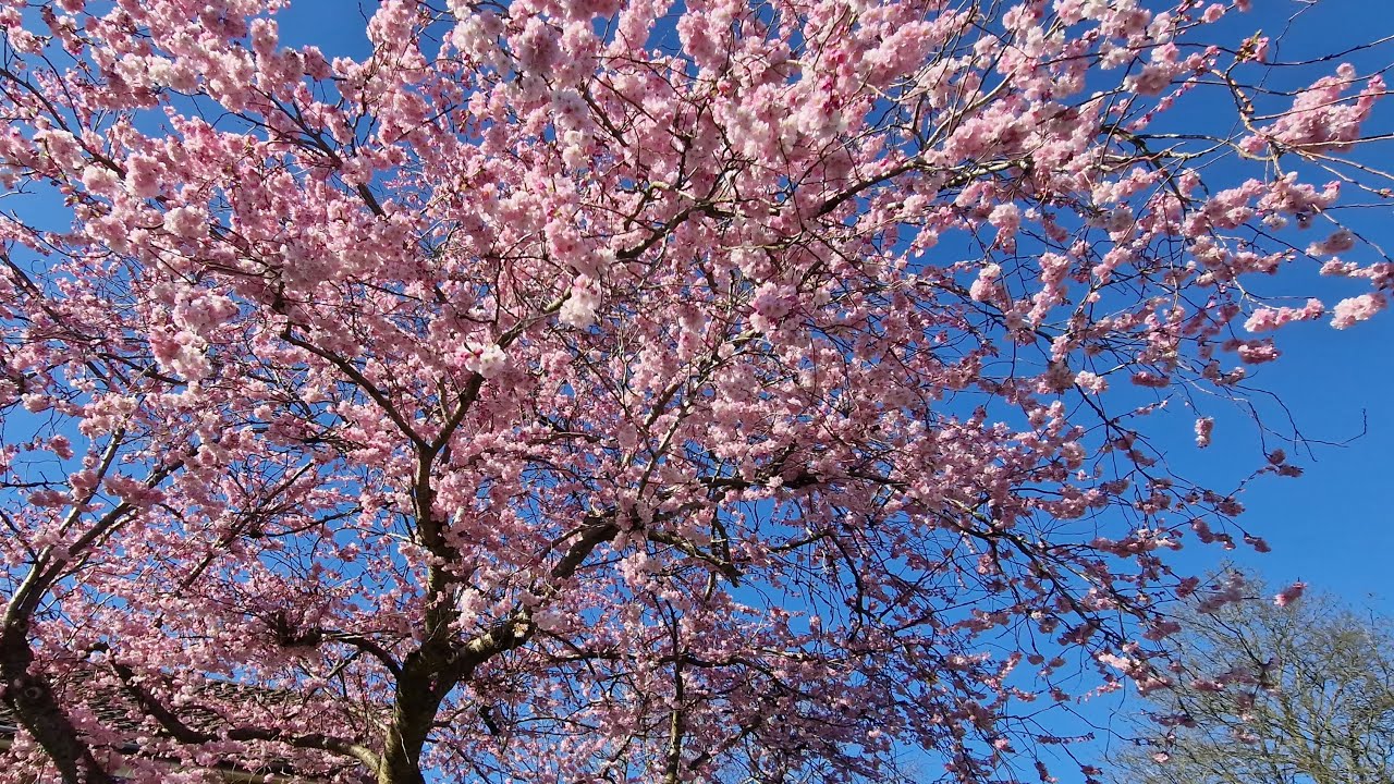 Cherry Bloosoms 2026 Spring's Vibes Welcome to my UK Live Screen Cast Thank U😘 #BritPinay Journey