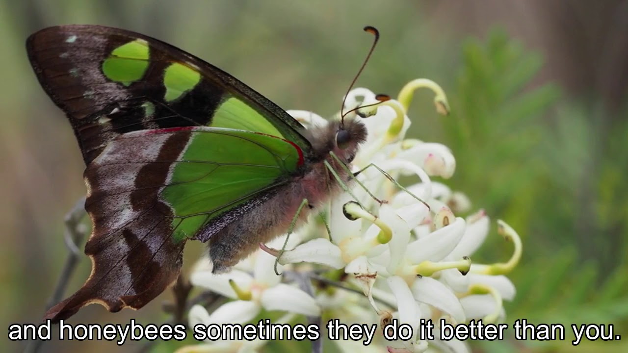 Wild Pollinators UNE