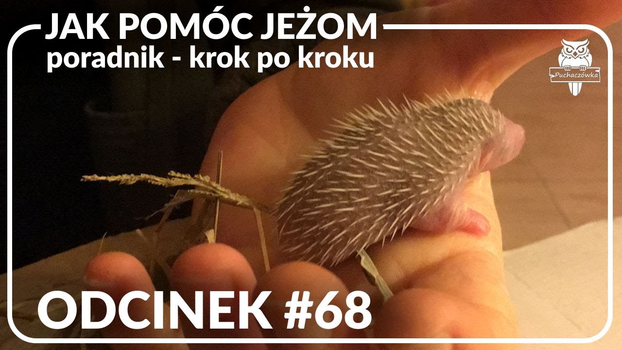 Odcinek #68 - Krok po kroku - jak pomóc jeżom 🦔 🦔 🦔