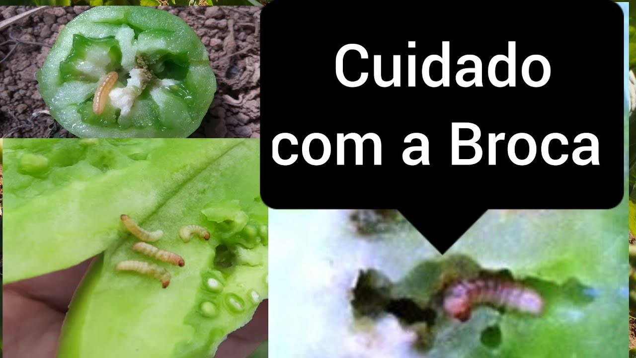 Como prevenir a broca do tomateiro?(Neoleucinodes elegantalis) (Tomate Sertão).