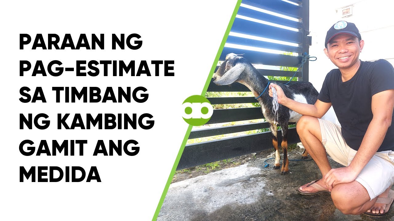 Paraan ng Pag-Estimate sa Timbang ng Kambing Gamit ang Medida