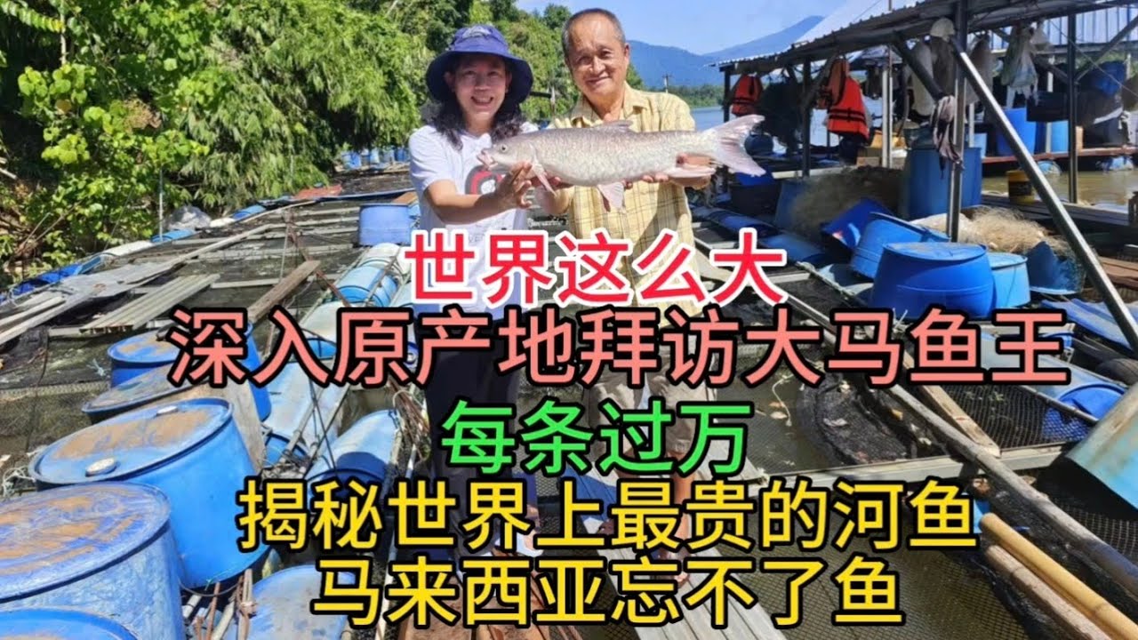 世界这么大，深入原产地拜访大马鱼王，每条过万，揭秘世界上最贵的河鱼，马来西亚忘不了鱼，粤语中字幕2323-6-25