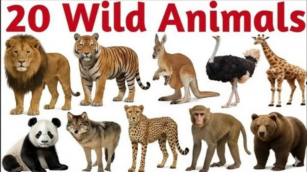 Animal sounds for children🐶| 30 Amazing Animals To learn 🦊