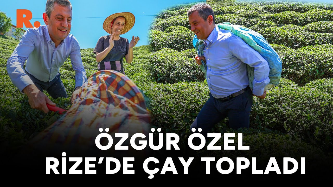 Özgür Özel, Rize'de böyle çay topladı