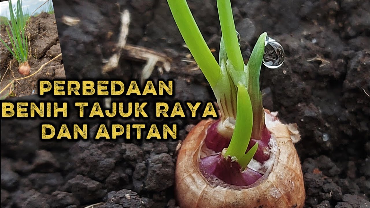 Menanam benih apitan dan raya 
