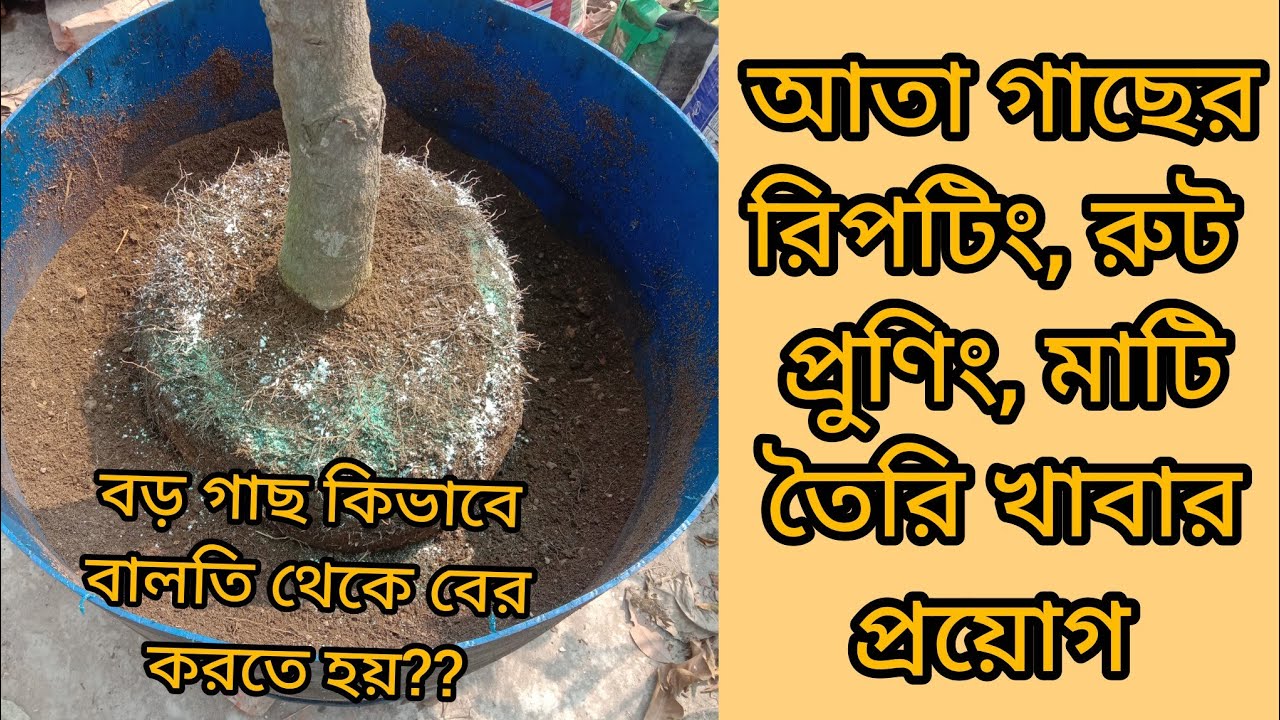 বড় গাছ বালতি থেকে বের করার উপায়।আতা গাছ রিপটিং