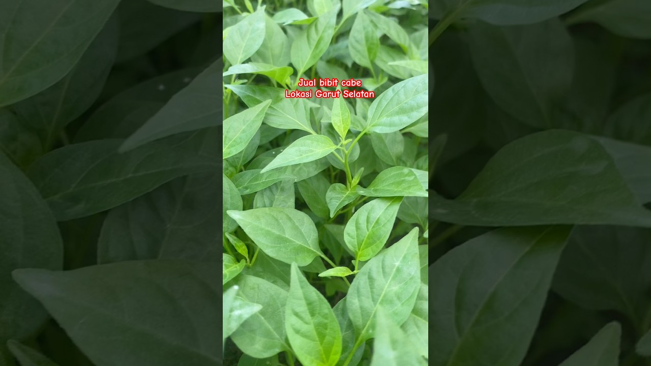 Jual bibit cabe