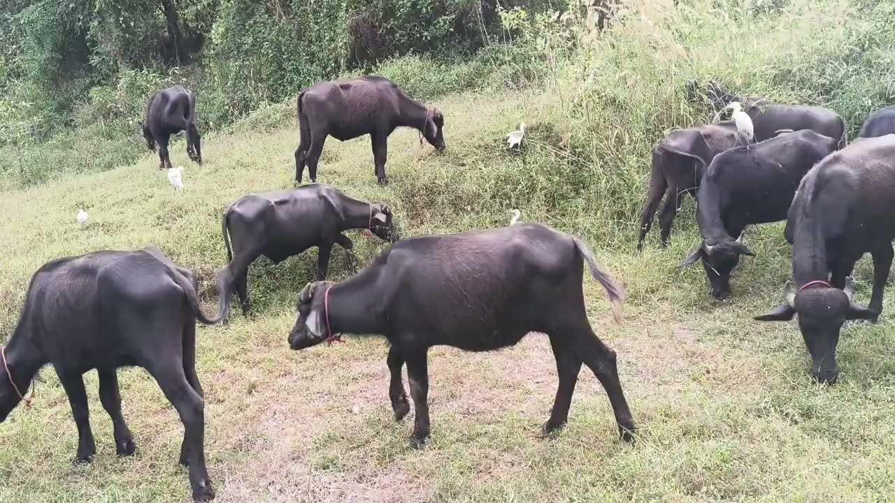 🤦🏼‍♂️ചുമ്മാ പോത്തിനെ വാങ്ങി വളർത്തിയിട്ട് കാര്യമില്ല ഒരുരൂപ ലാഭം കിട്ടില്ല ഉറപ്പ്. @vksagrotech5424 