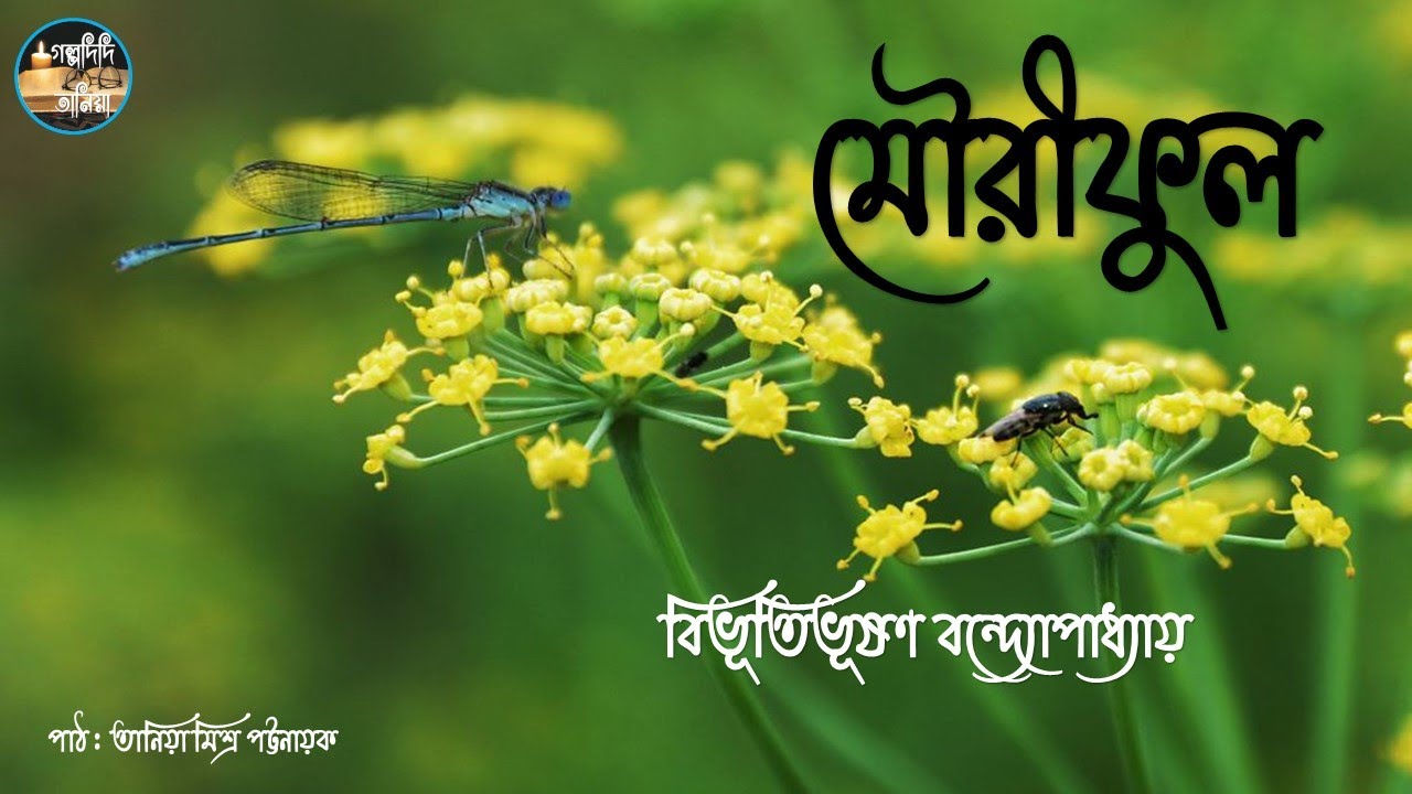 মৌরীফুল | বিভূতিভূষণ বন্দ্যোপাধ্যায় | Mouriful | Golpodidi Tania | Bengali Classic Literature