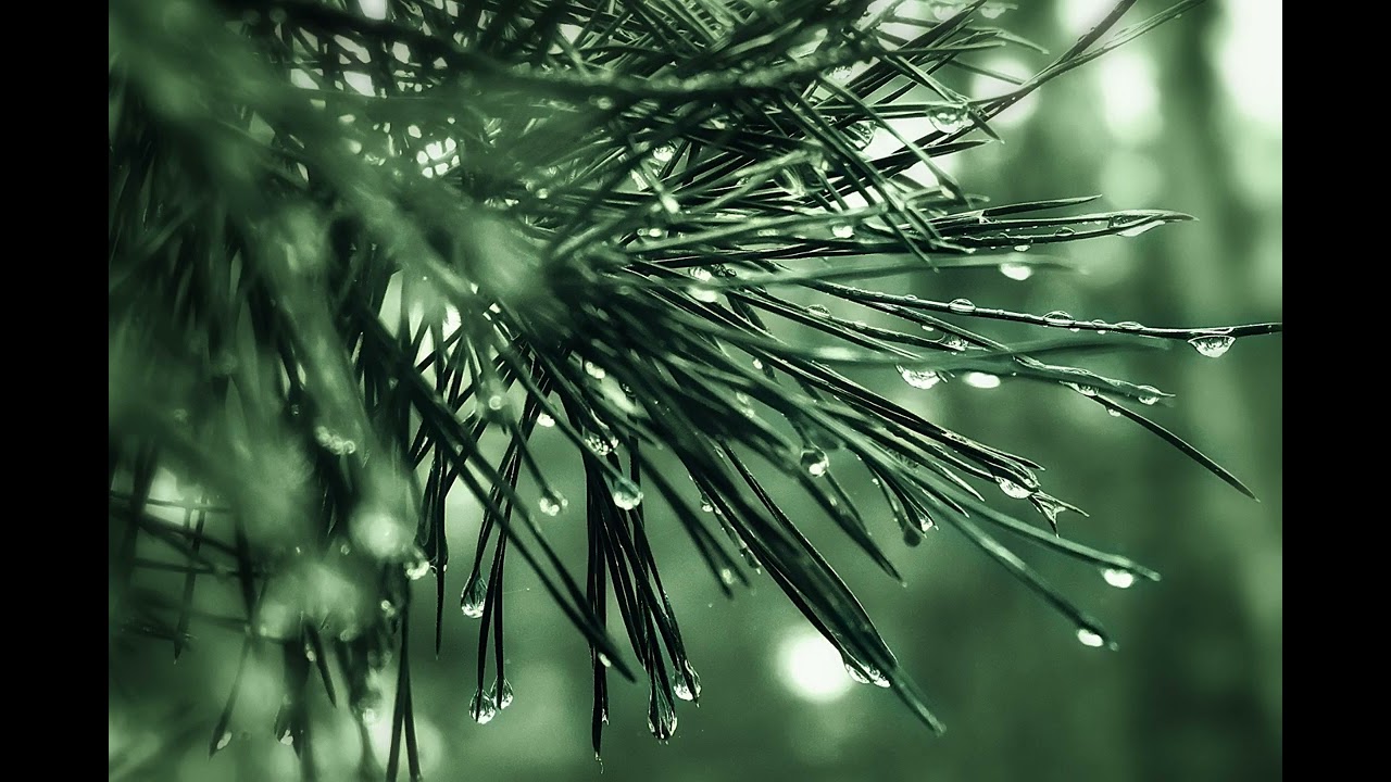 Light rain in the forest