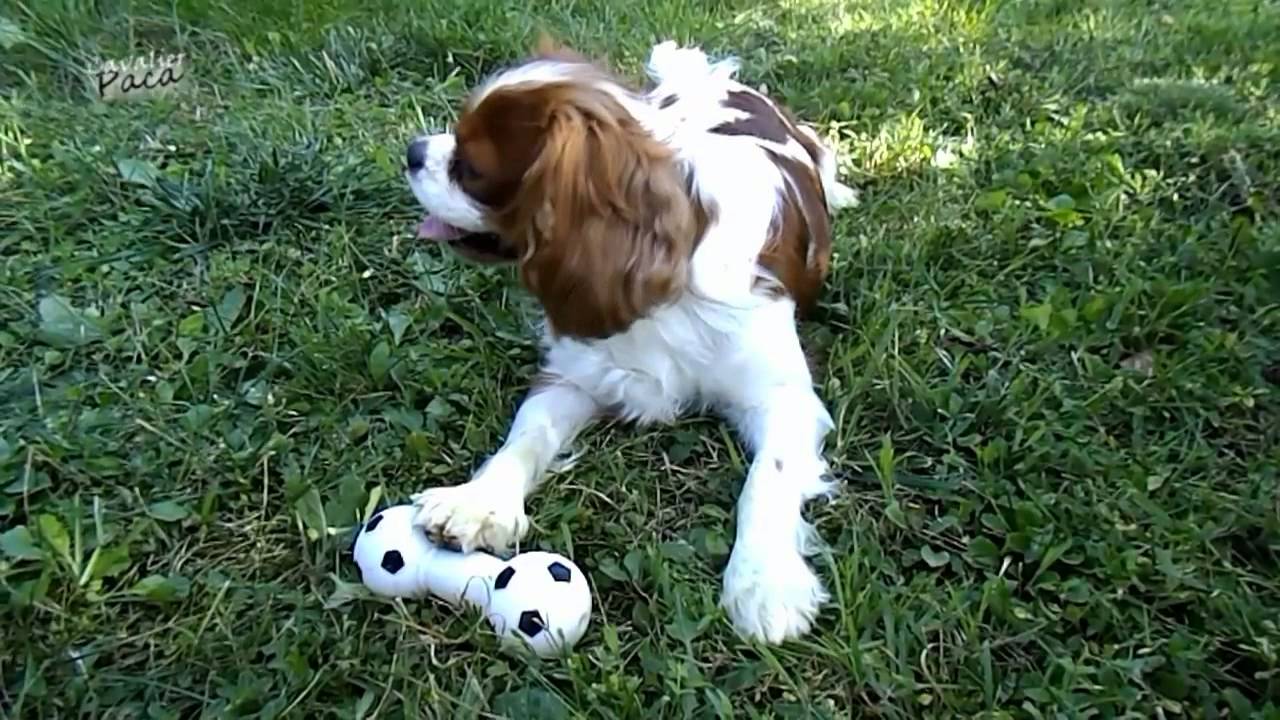 Cavalier King Charles Spaniel - Freedom and play in the garden - [Paca]