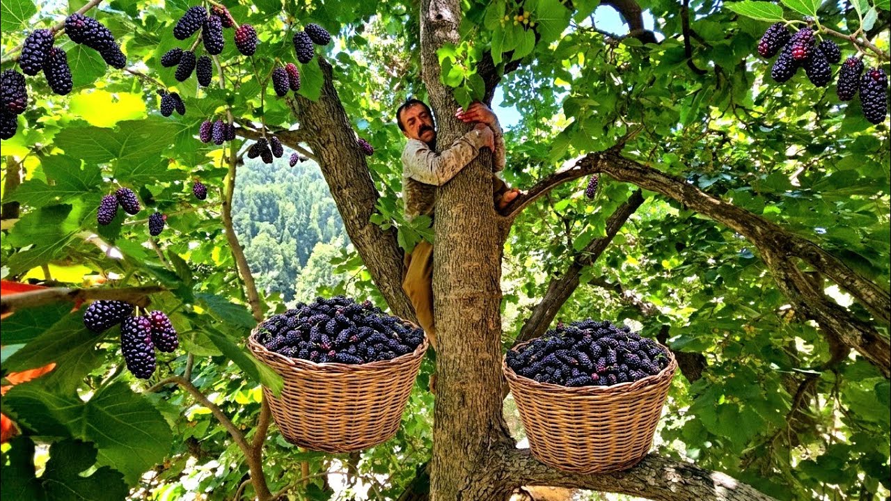 Harvesting wild blackberries 🍓 from the tallest and largest tree 🌲 in the world: Nomadic life