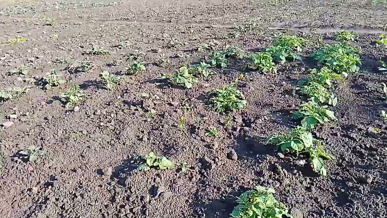 Секрети підгортання картоплі: Вплив на урожай та як ми підгортаємо картоплю