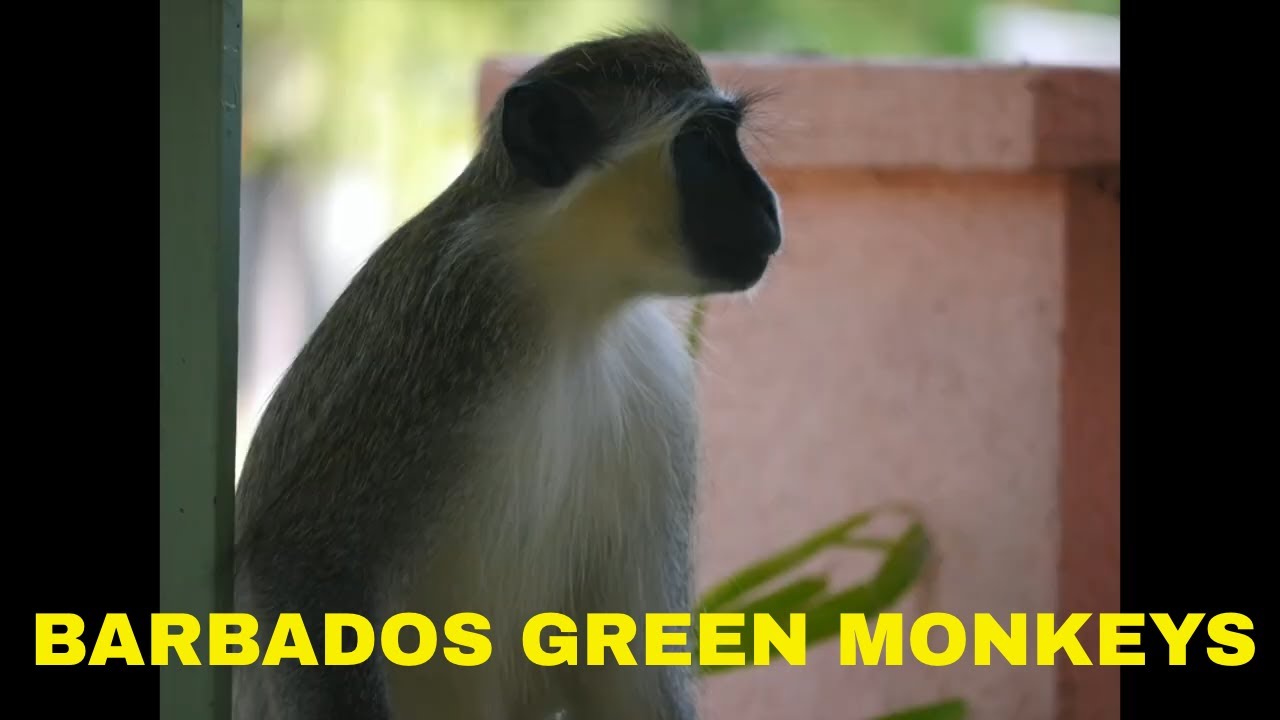 BARBADOS HOLETOWN: GREEN MONKEYS IN MY BACKYARD! CLOSE UP!