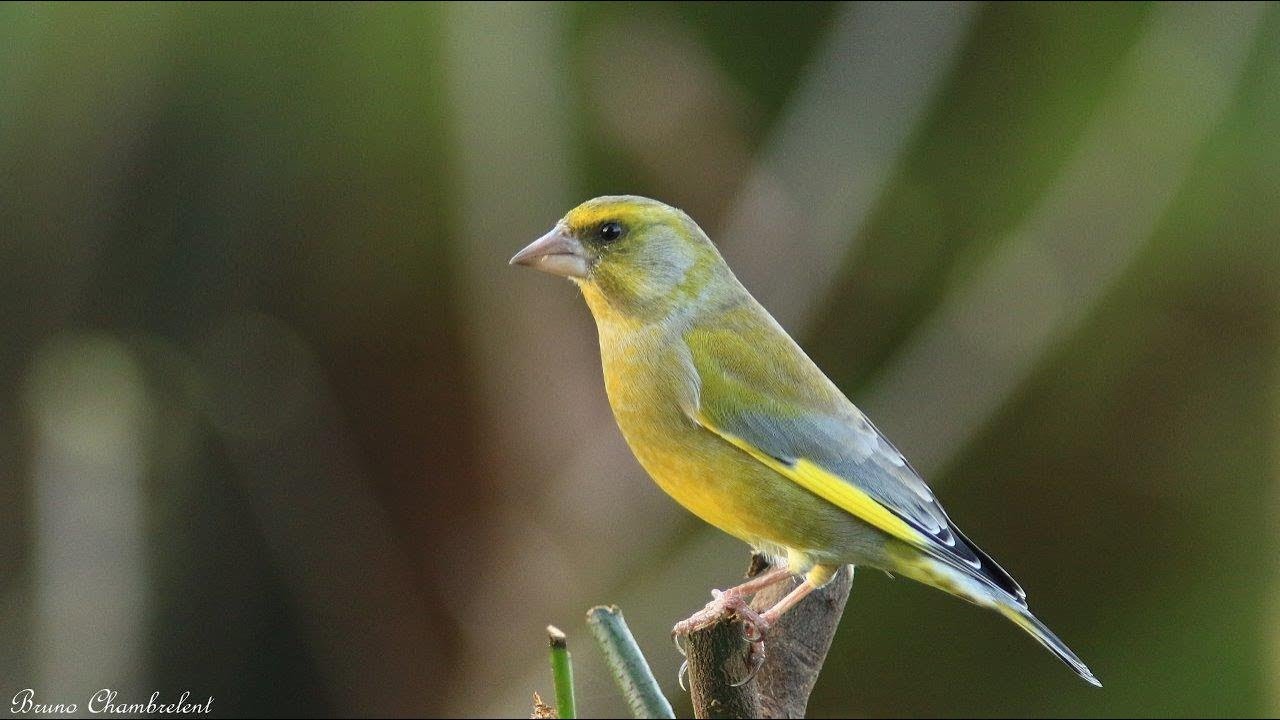 chant et cri du verdier /  song & call of greenfinch