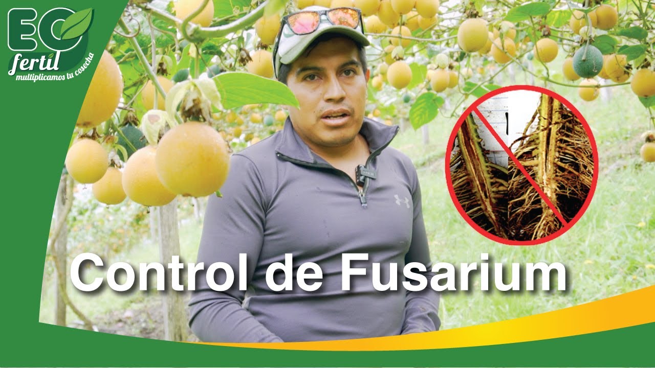 Como controlar el Fusarium