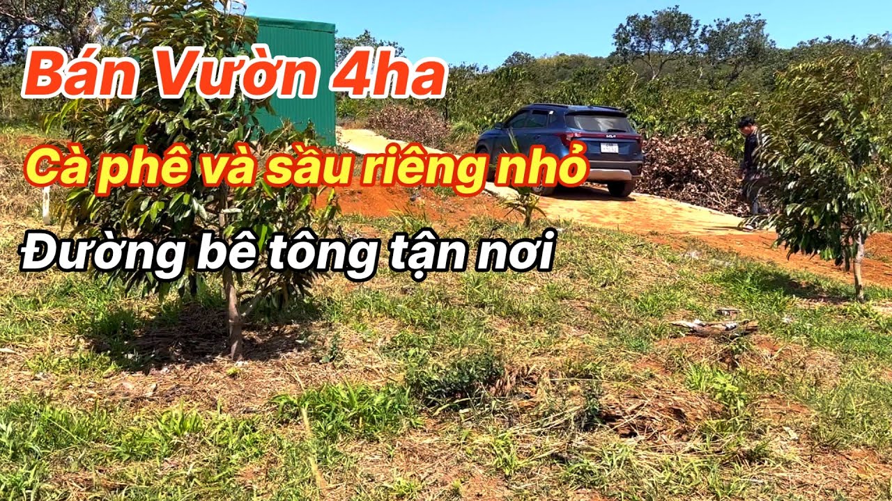  Bán 4ha Tại Xã Quảng Tân Lâm Đồng Đường Bê Tông Tận Nơi Quá Thuận Tiện 