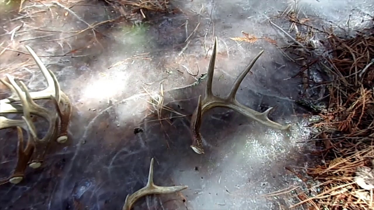 The Most Insane Shed Antler Pickup Video Ever!?!? 6 sheds in 5 minutes!!