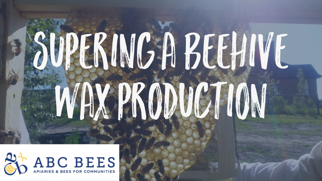 Supering a Beehive for Wax Production