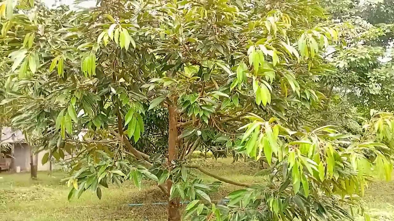 แต่งกิ่งเตรียมต้นเอาดอกทุเรียน