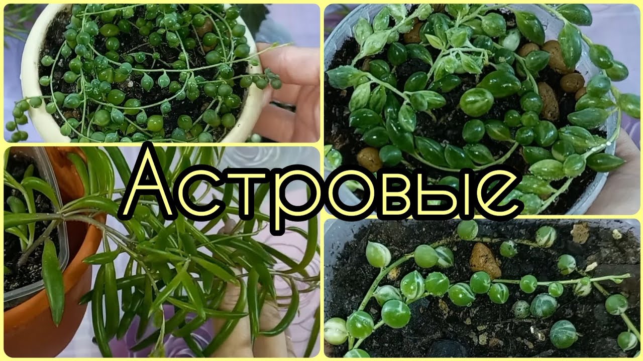 Крестовник Роули вариегатный🌱Геррейна🌸Оттона🌱Уход🌸Полив🌱Освещение🌸Грунт🌱Пересадка🌸Размножение🌱