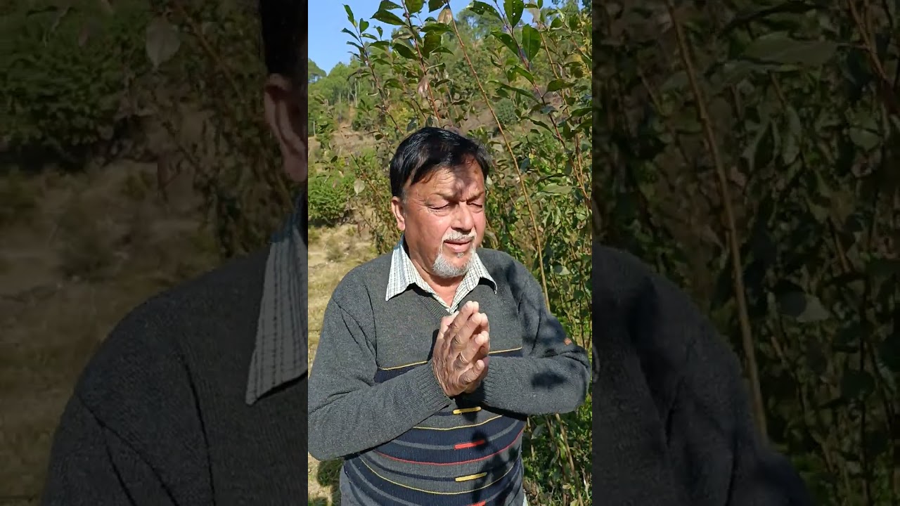 Plum-Peach-Apricot -Apple-Kiwi-Persimmon Nursery 2024-25 पौधे कब कहां किससे लें।