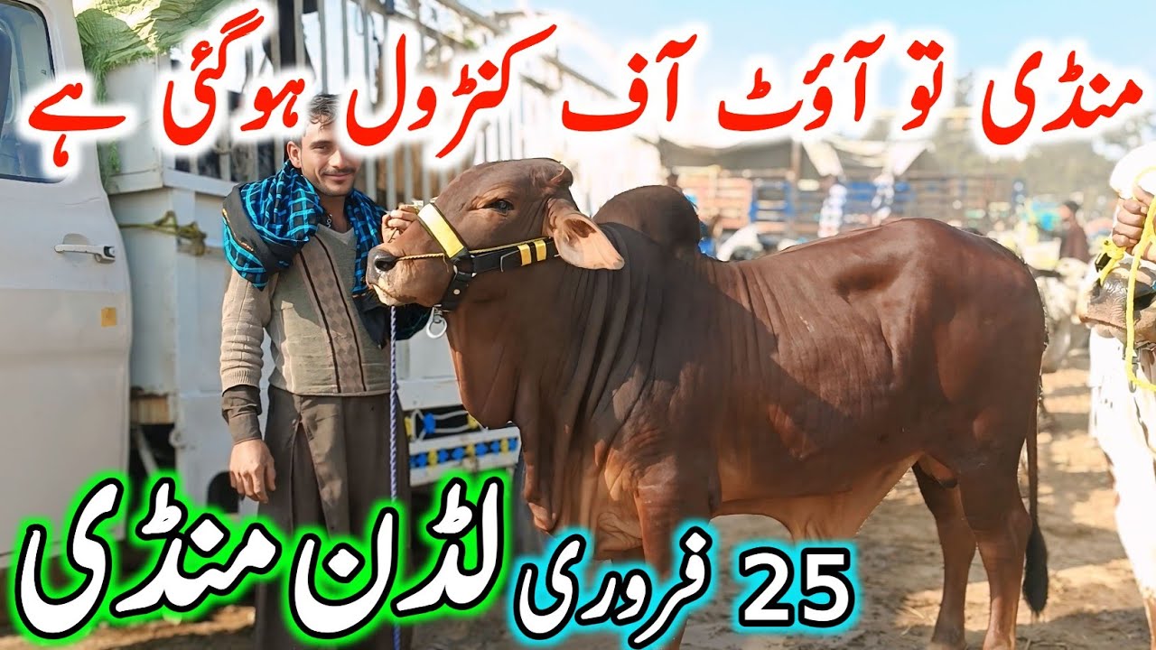 Luddan Cow Mandi Today Fresh Latest Update Video | Sahiwal Cholistani Bachre | Cow Mandi 2026