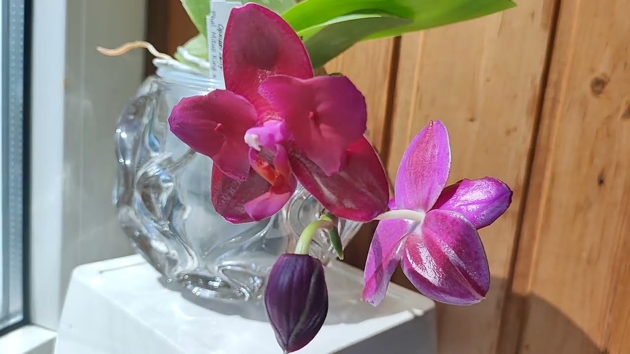 Phal. Mituo King бабочка 👑 🦋