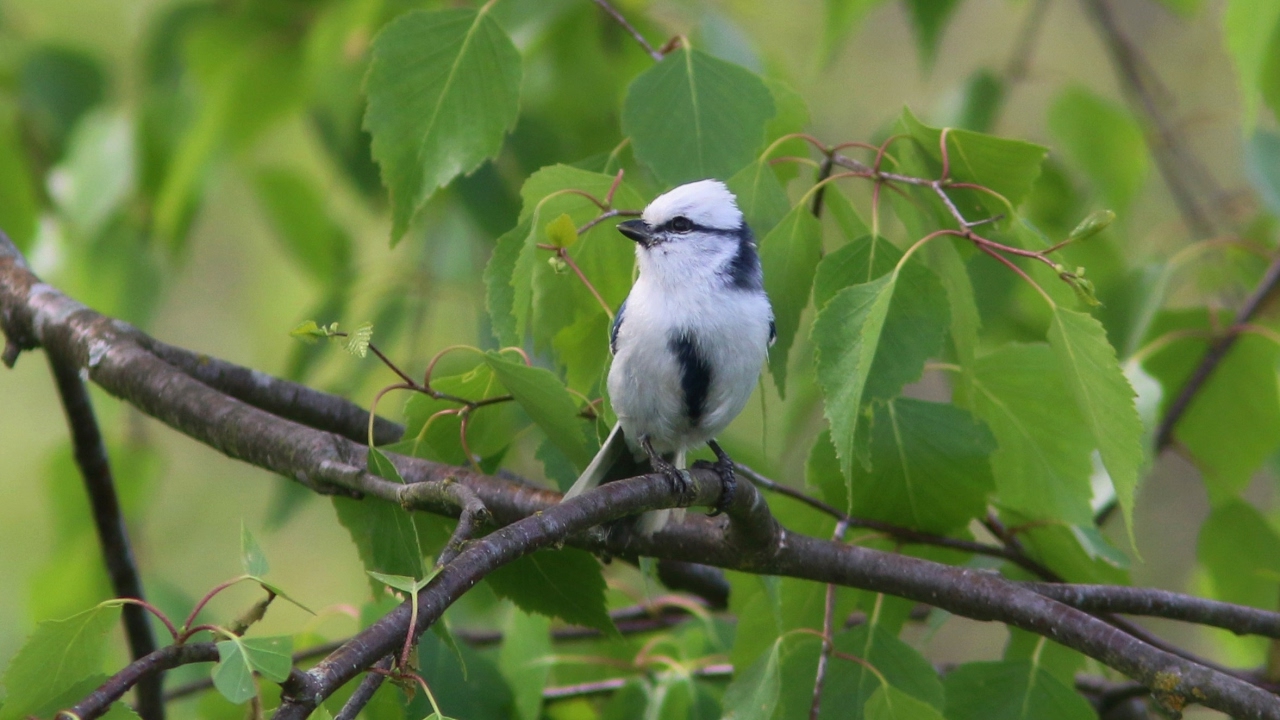 Birding in Belarus