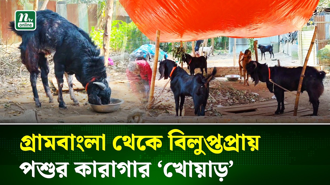 প্রত্যন্ত গ্রামাঞ্চলেও হারিয়ে যাচ্ছে পশু খোয়াড়ে দেয়ার প্রচলন | ভূঞাপুর, Tangail | NTV News