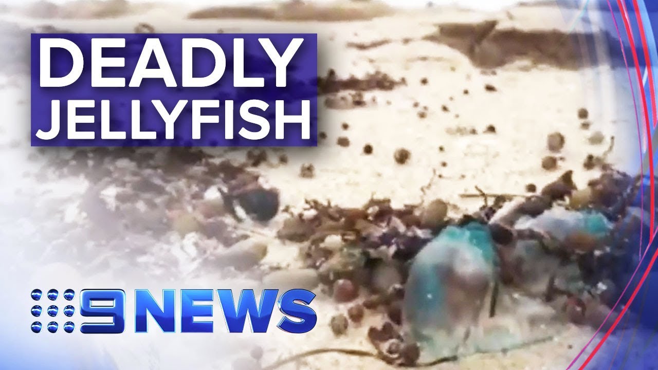 Popular Victorian beaches swarmed with deadly jellyfish | Nine News Australia
