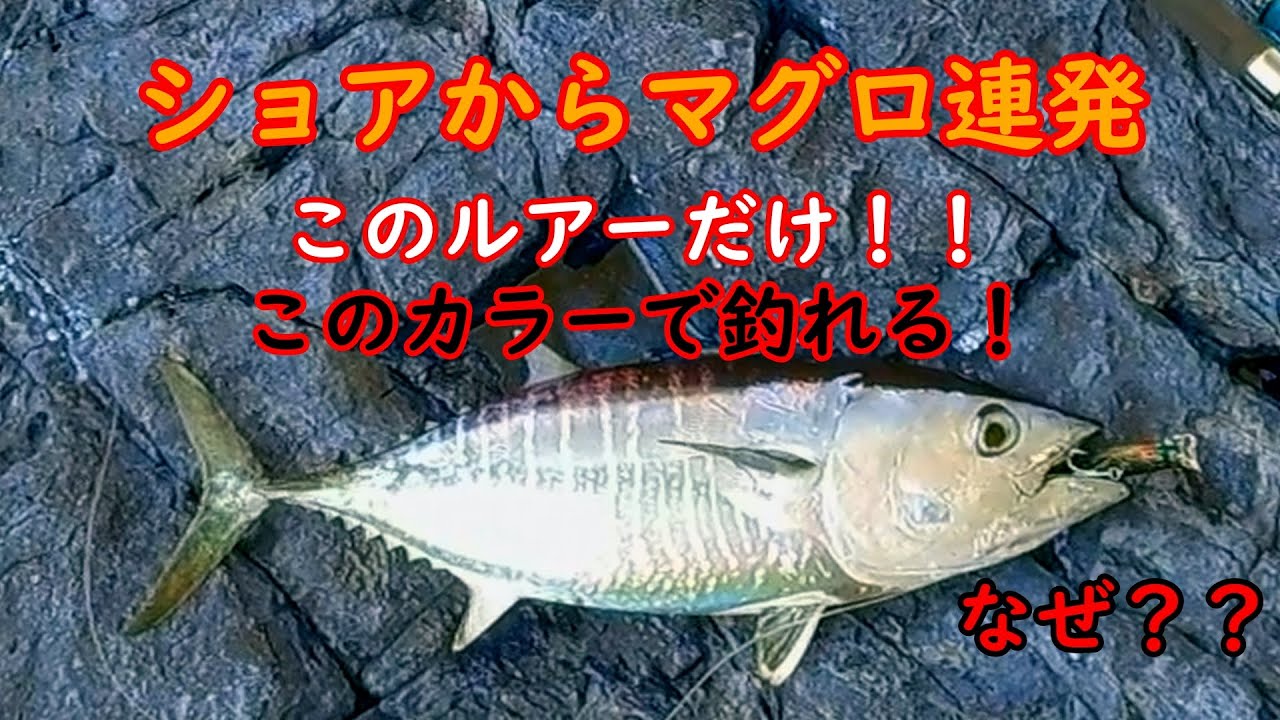 【ショアジギング】和歌山の磯でマグロ連発！Gコン炸裂【ショアプラッキング】
