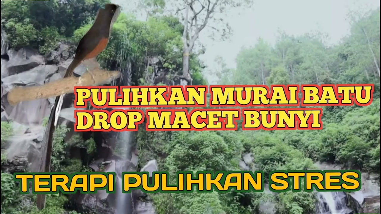 Terapi murai batu stres macet bunyi,pancingan murai batu macet bisu #muraibatu #muraigacor