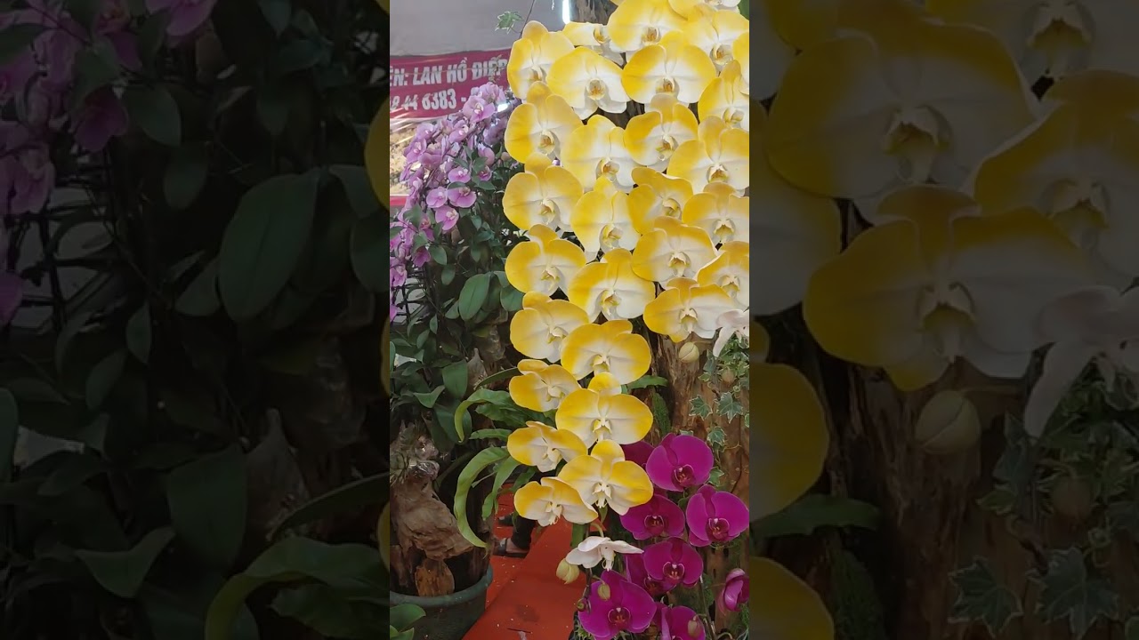 Con dâu có dạy mẹ chồng cách quay video hoa Tết