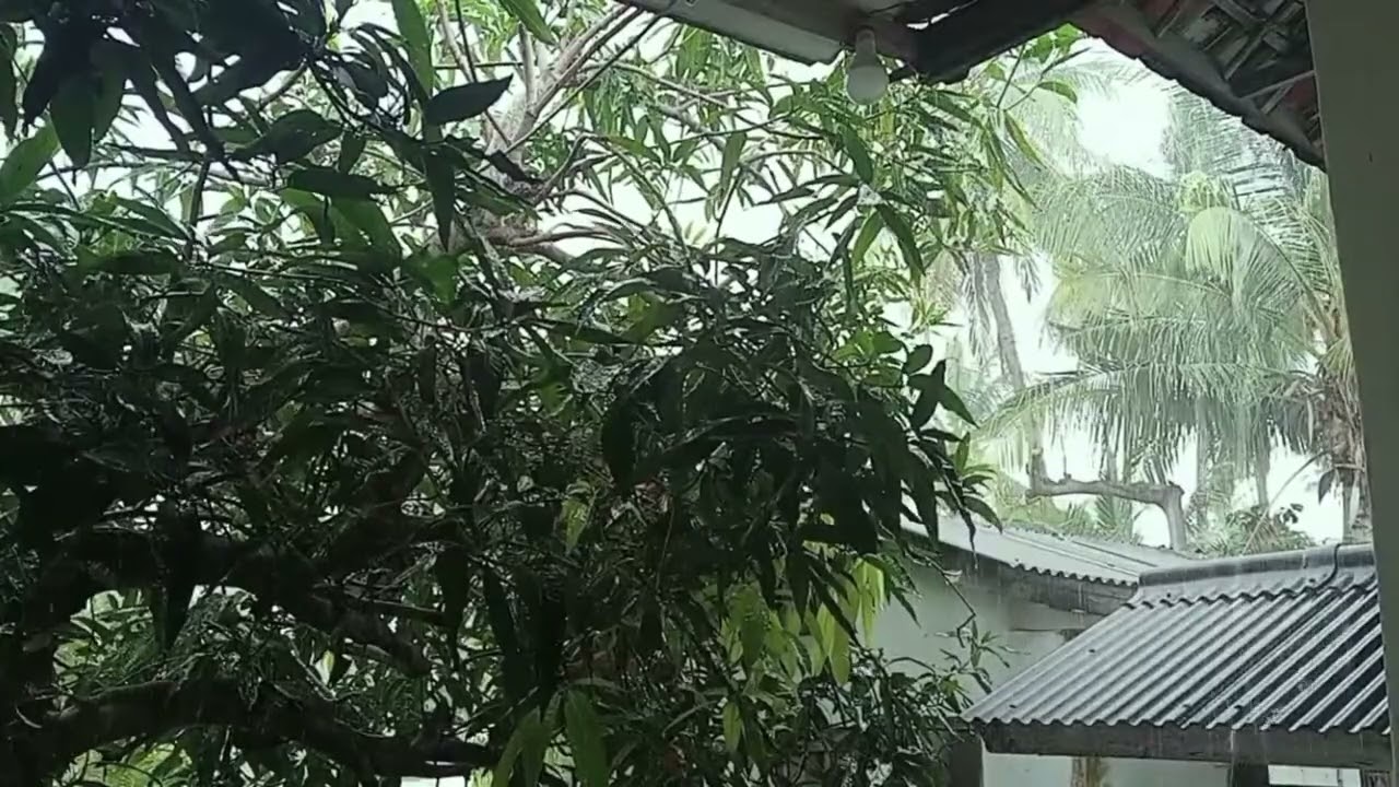 Monsoon Sounds For SLEEPING ⛈Rain Heavy Loud 99% Makes You Sleepy The Sound Of Rain Falling-madurain