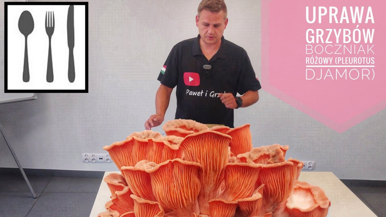 Domowa uprawa grzybów Boczniak różowy (Pleurotus djamor)