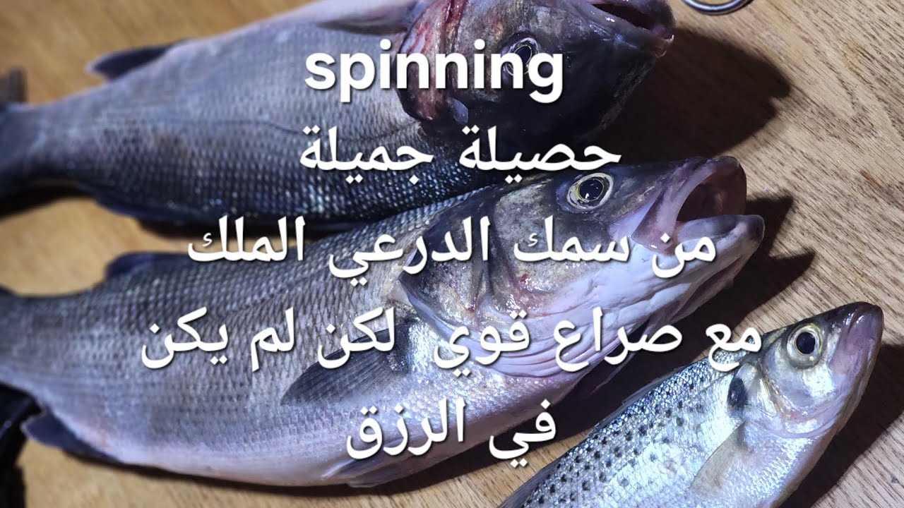 خرجة صيد ممتعة مع صراع قوي لكن لم يكن في الرزق وحصيلة جميلة وأجواء الغروب تقنية spinning سمك  الدرعي