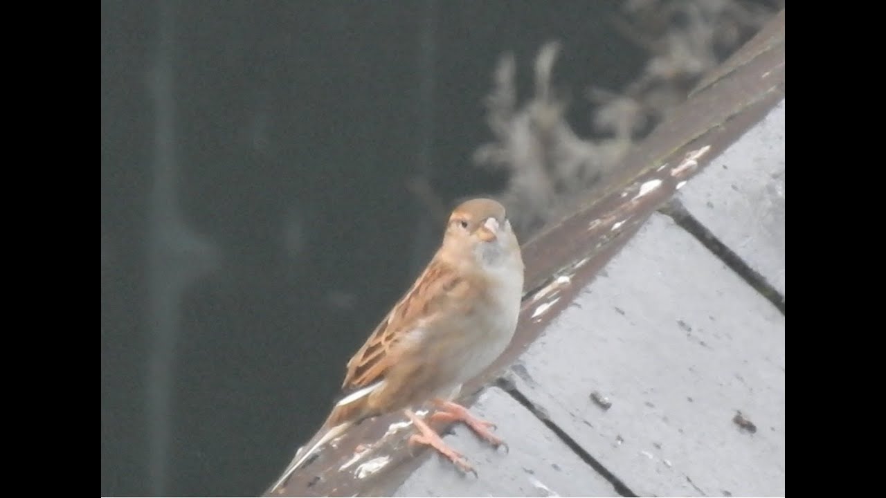 A Chirping Sparrow. Feed the birds UK 01 01 26