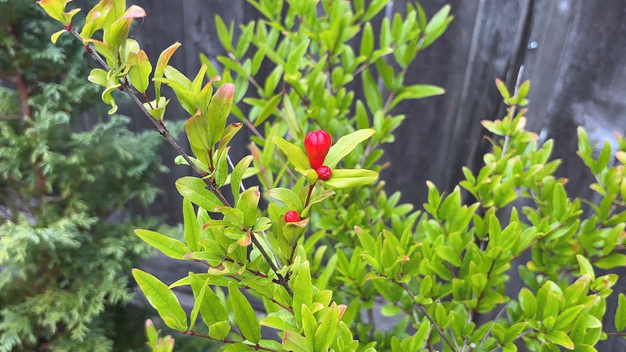Update & Light Prune, Pomegranate 