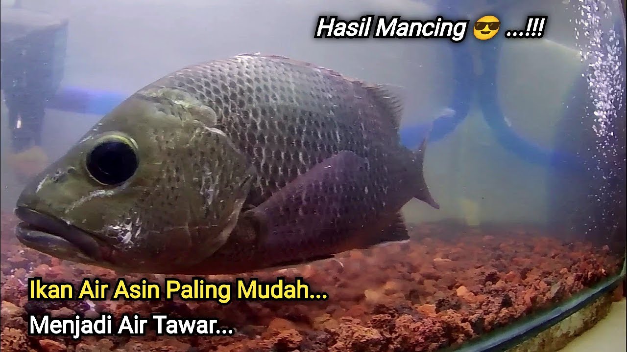 Mangrove Jack !!! Cara Terbaru Mengubah Ikan Air asin Menjadi Air Tawar di Aquarium