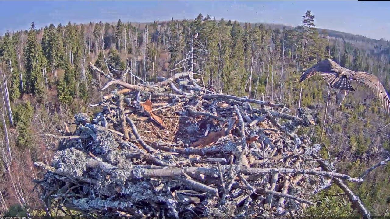 Estonian Osprey nest / Visitors this morning