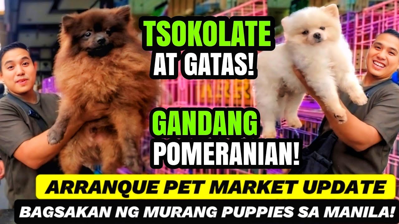 GANDA NG MGA POMERANIAN | P5,000 LANG! COMPACT SIZE JRT SA ARRANQUE PET MARKET LATEST UPDATE