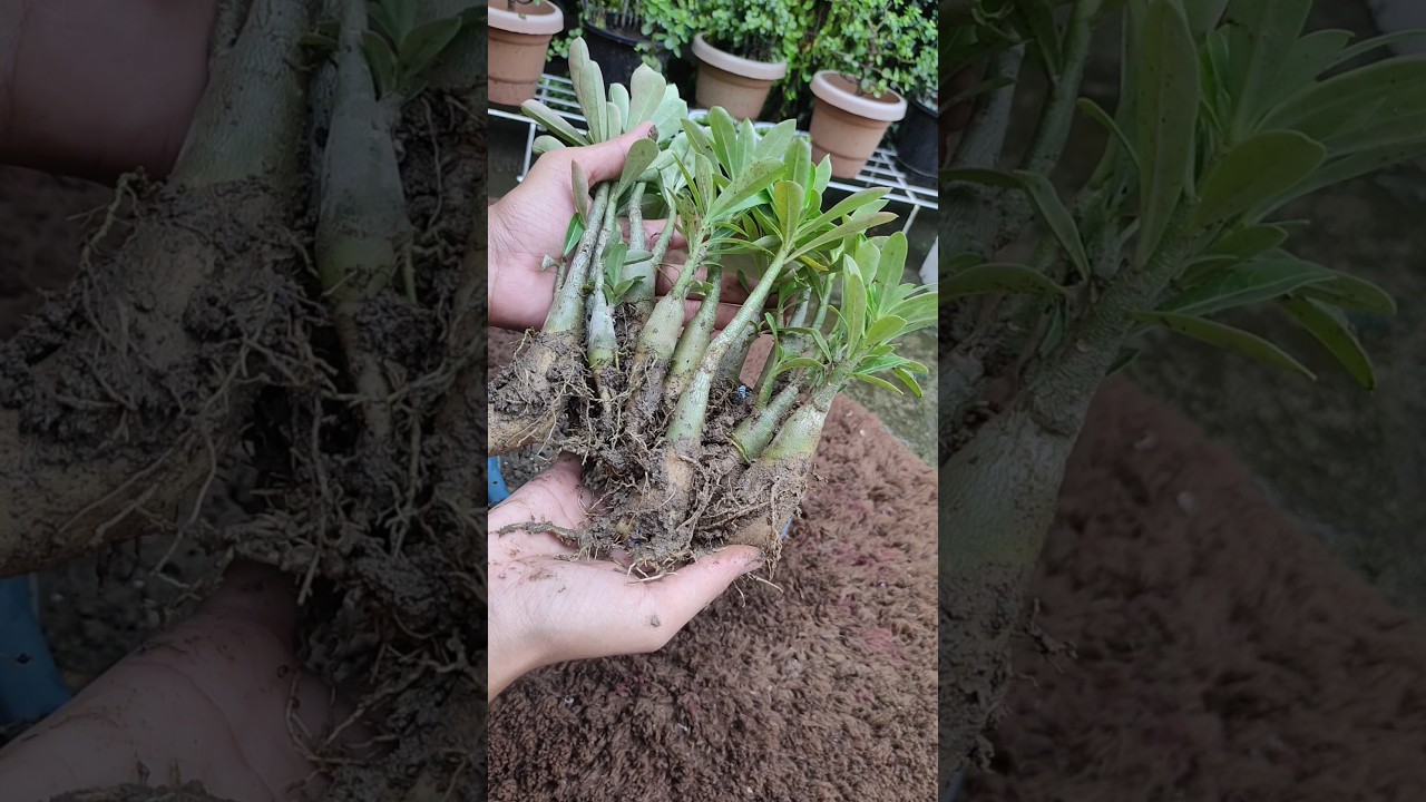 Baby Adenium Repotting method 😍❤️ #adenium #adeniumplant #repotting #babyadenium #garden #plants