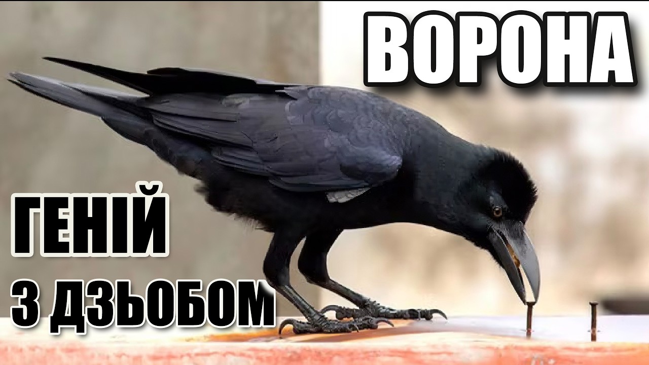ФАКТИ про ВОРОН, які перевернуть твій світ. Чому ВОРОНА — це геній з крилами?