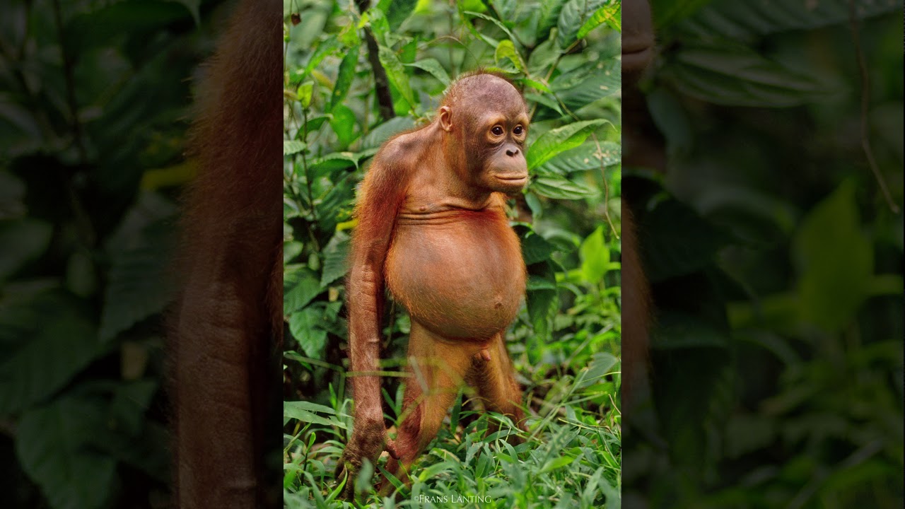 Orangutan, ft. Frans Lanting, by Nacho Gonz&aacute;lez Nappa